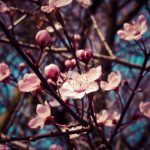 fleurs-arbre